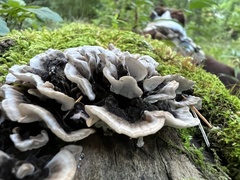 Trametes versicolor
