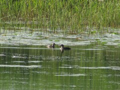 Lophodytes cucullatus