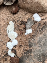 Reticularia lycoperdon