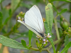Pieris oleracea