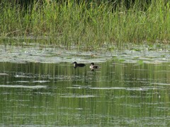 Lophodytes cucullatus