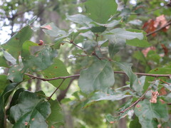 Quercus nigra