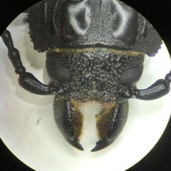 Mallodon dasystomus