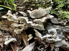 Trametes versicolor