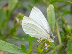 Pieris oleracea