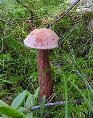 Aureoboletus russellii