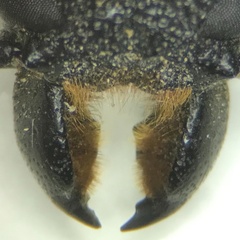 Mallodon dasystomus