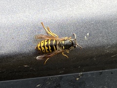 Dolichovespula arenaria