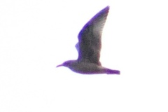 Larus argentatus