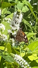 Libytheana carinenta