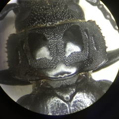 Mallodon dasystomus