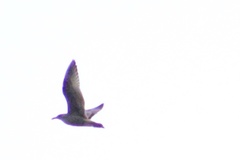 Larus argentatus