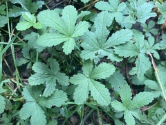 Potentilla reptans