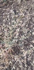 Eriogonum gracile