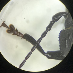 Mallodon dasystomus
