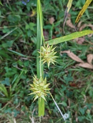 Carex grayi