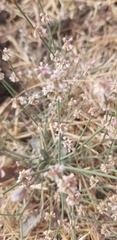 Eriogonum gracile