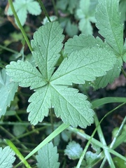 Potentilla reptans