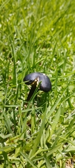 Hygrocybe conica