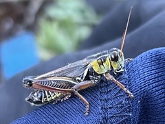 Melanoplus borealis