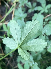 Potentilla reptans