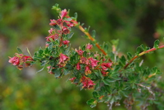 Escallonia alpina