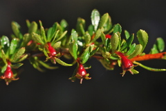 Escallonia alpina