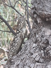 Sceloporus clarkii