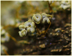 Didymium squamulosum