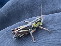 Melanoplus borealis