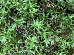 Atrichum undulatum