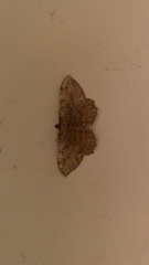 Rheumaptera meadii
