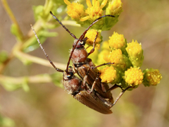 Crossidius testaceus