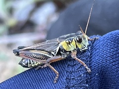Melanoplus borealis