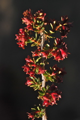 Escallonia alpina