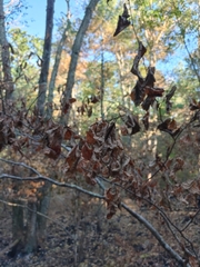 Hamamelis virginiana