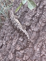 Sceloporus clarkii