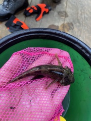 Cottus