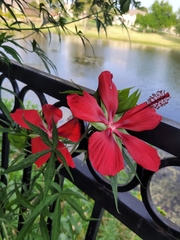 Hibiscus coccineus