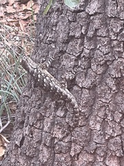 Sceloporus clarkii