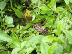 Pelophylax
