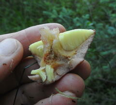 Aureoboletus russellii