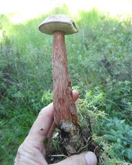 Aureoboletus russellii