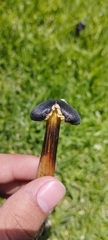 Hygrocybe conica