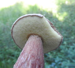 Aureoboletus russellii