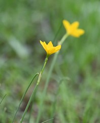Zephyranthes tubispatha