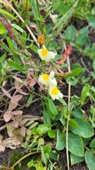 Linaria japonica