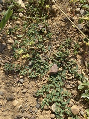 Euphorbia glyptosperma