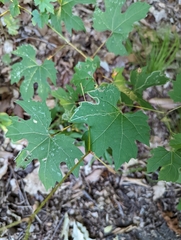 Vitis aestivalis