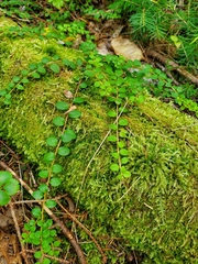 Gaultheria hispidula